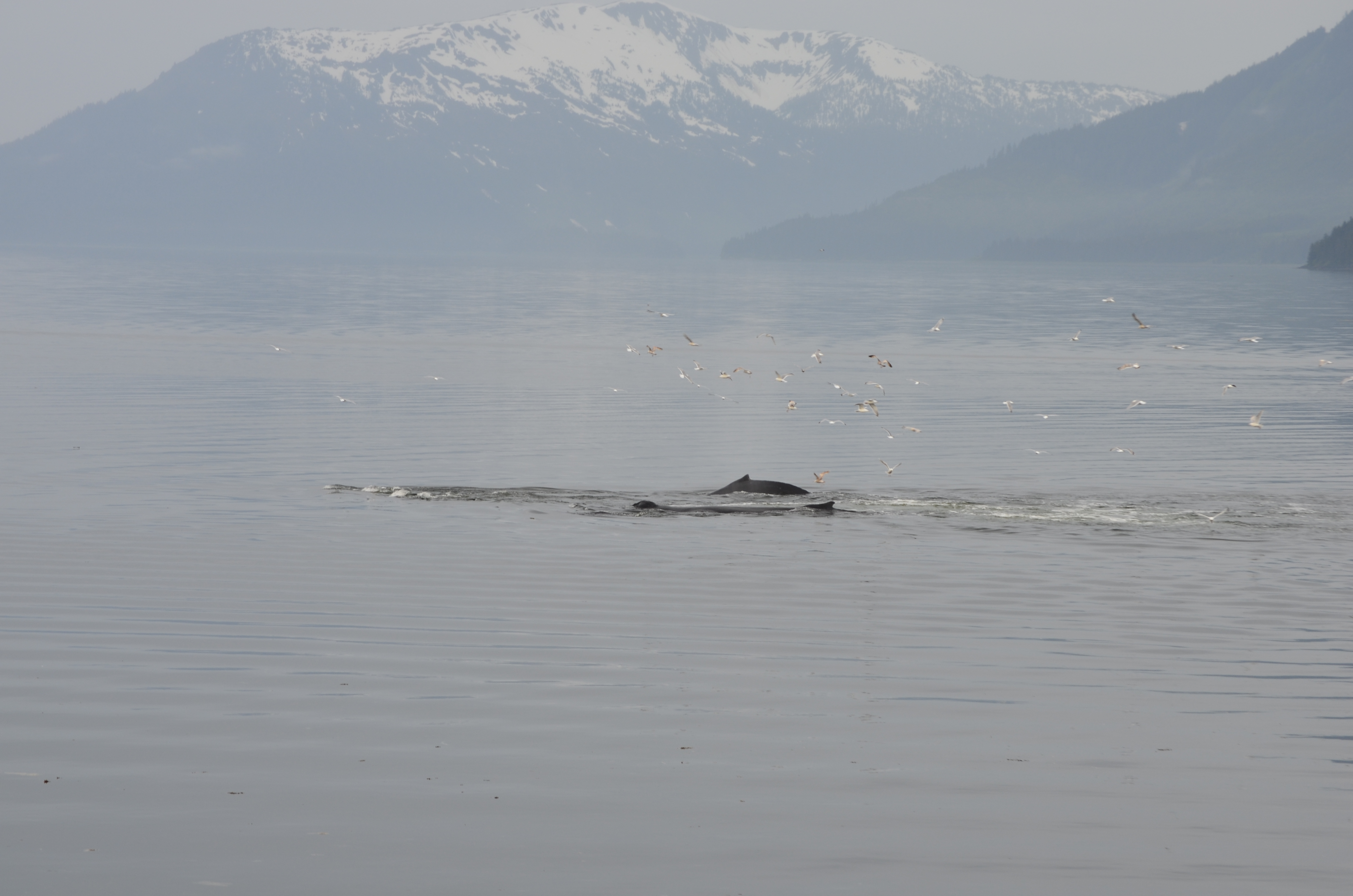 ./2017/08 - Alaska Cruise/10 - Icy Strait Point/DSC_0210.JPG